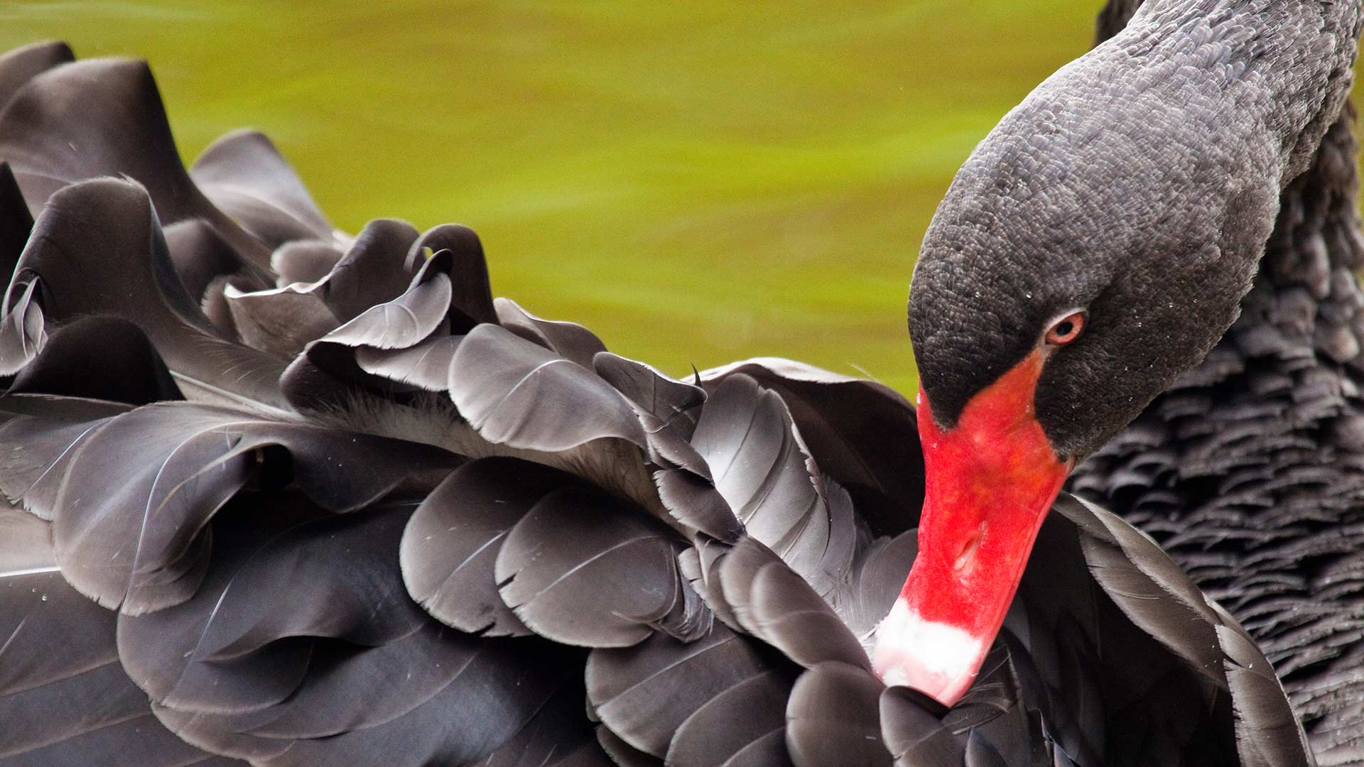 Swimming with swans in the new risk landscape