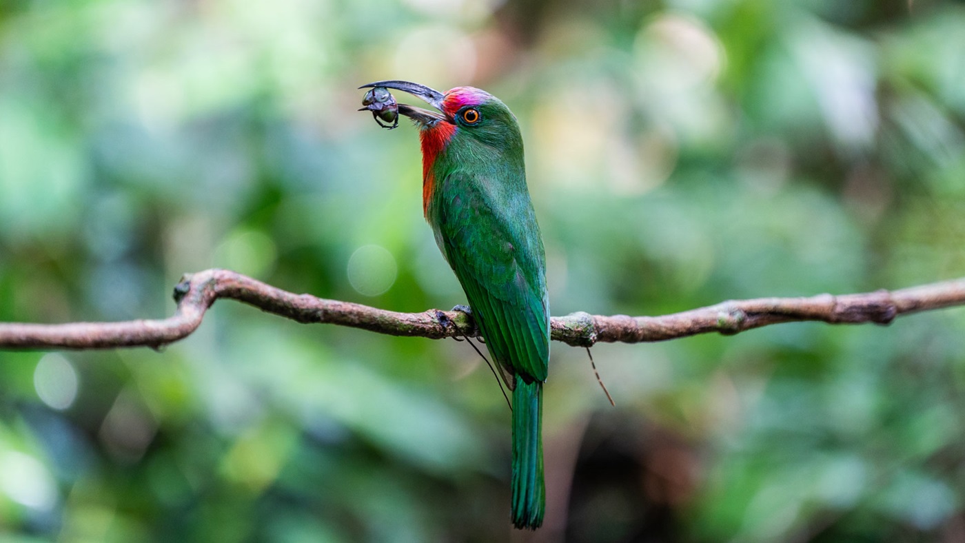 东盟寄希望于数字协议