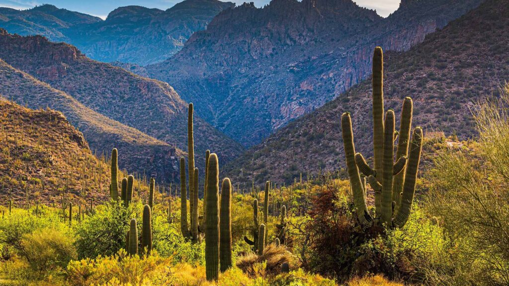 Bunch of cacti in the mountains