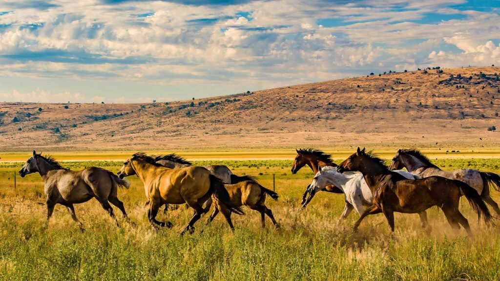 Herd of horses running in field